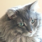 Light gray, long haired cat with green eyes