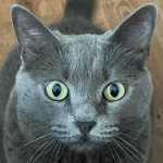 Picture of a dark gray cat with bright yellow eyes staring right into the camera